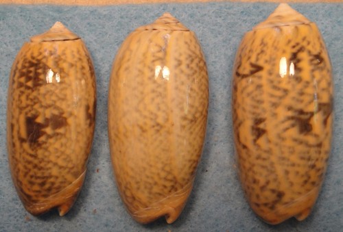 Oliva vidua shells - oliva,