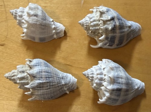 Crown conch shell melongena - crown,