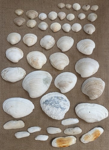 Lot clam shells variety - 45,