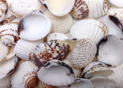 Speckled white clam seashells - speckled,