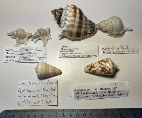 Worldwide shells lot 5 - ,