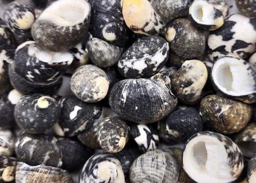 Black moon seashells nerita - black,