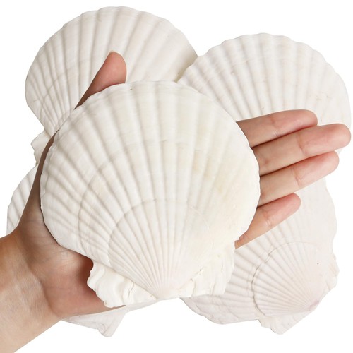 Pcs inch natural scallop - 8,