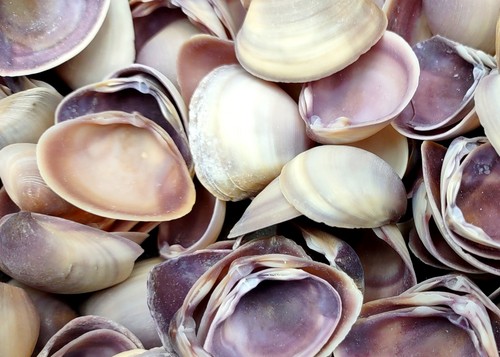 Purple cay clam seashells - purple,