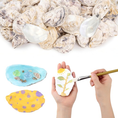 Pcs natural oyster shells - 10,