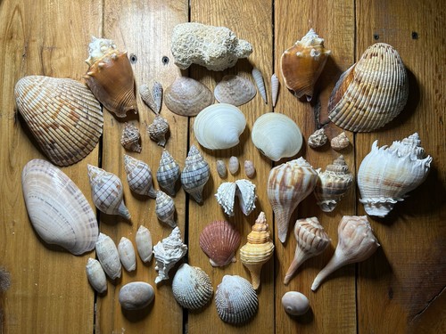Nice variety hand picked - 45~nice, of