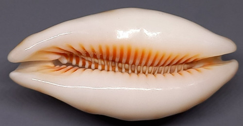 Sea shell lyncina - sea,