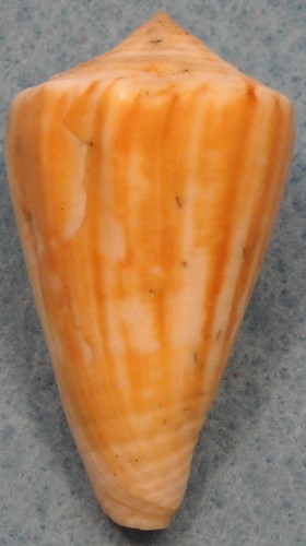 Conus kermadecensis 45mm cape - 45mm,