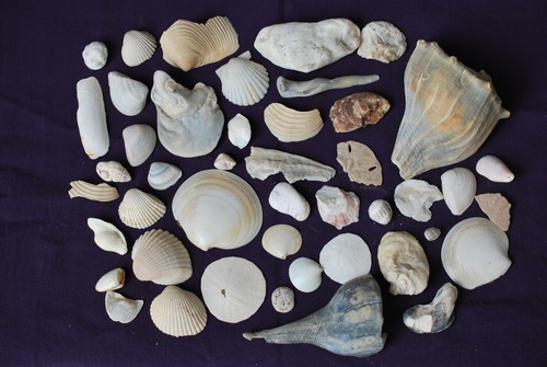 Lot assorted sea shells - assorted,
