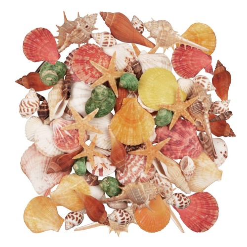 100pcs mixed seashells - 100pcs,