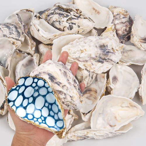 Pcs inch concave oyster - pcs,