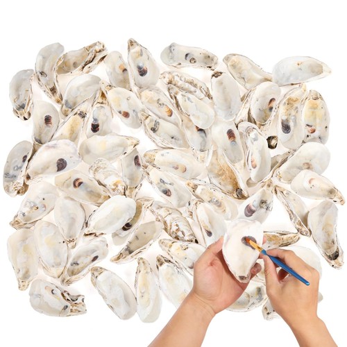 Pcs natural large oyster - pcs,