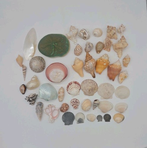 Lot seashells scallop conch - lot,