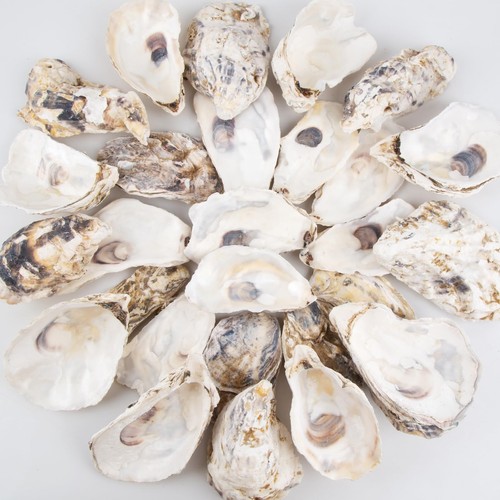Pcs flat concave oyster - 30,