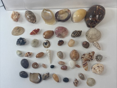 Hawaii shells lot - hawaii,
