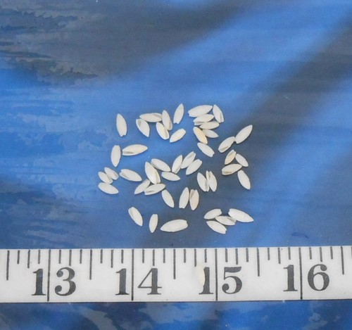 Rice shells white - ~, ~