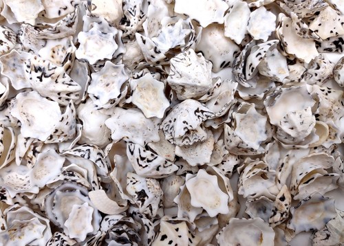Pacific sugar limpet seashells - pacific,