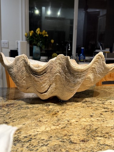 Massive giant clam shell - clam,